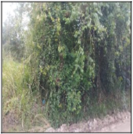 ITABORAI - AGRO BRASIL (SAMBAETIBA)